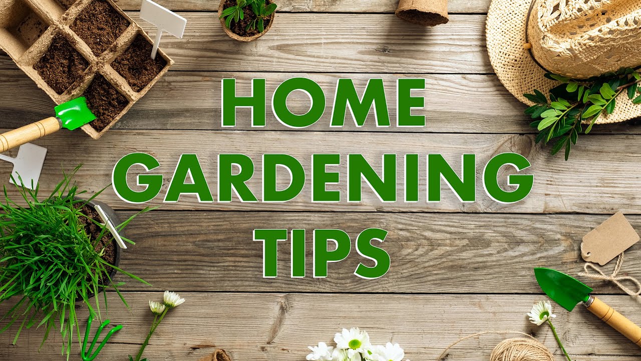 Home Gardening Tips - A Spin On Spending - Arvest Share